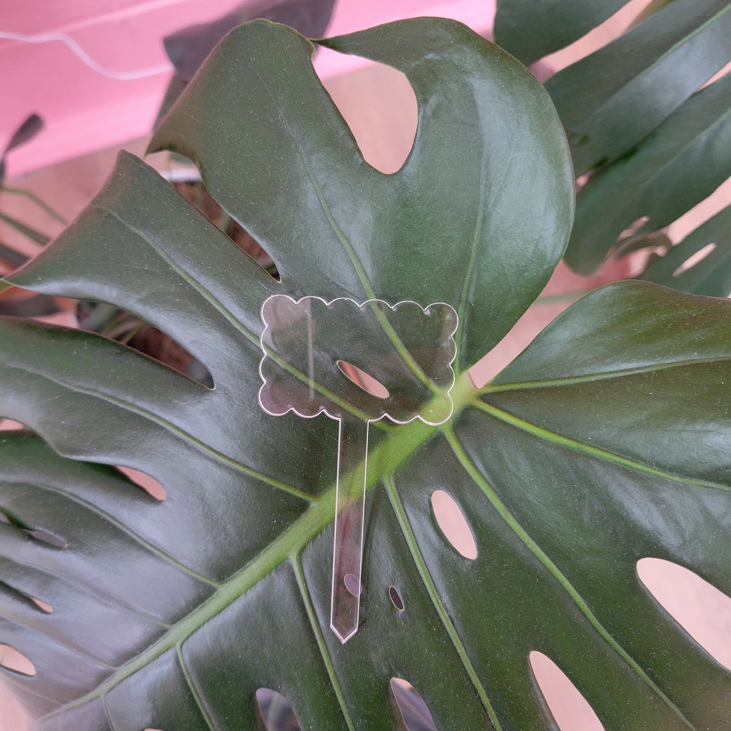 Acrylic Plant Label Stakes
